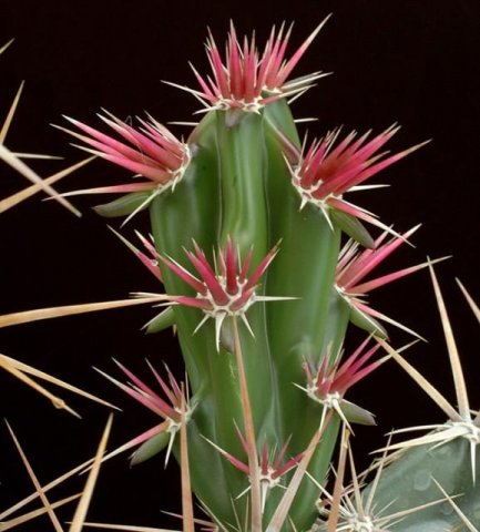 Opuntia_invicta